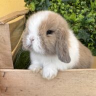 Minilop Holland varie colorazioni