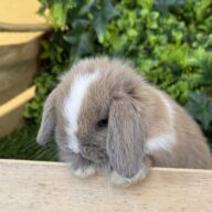 Minilop Holland – Lilac Tort Extreme
