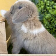 Minilop Holland – Lilac Tort Extreme