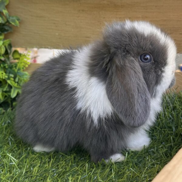 ULTIMO Minilop Blu di Vienna Split occhi blu