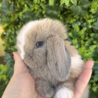 Minilop Holland – Lilac Tort Extreme