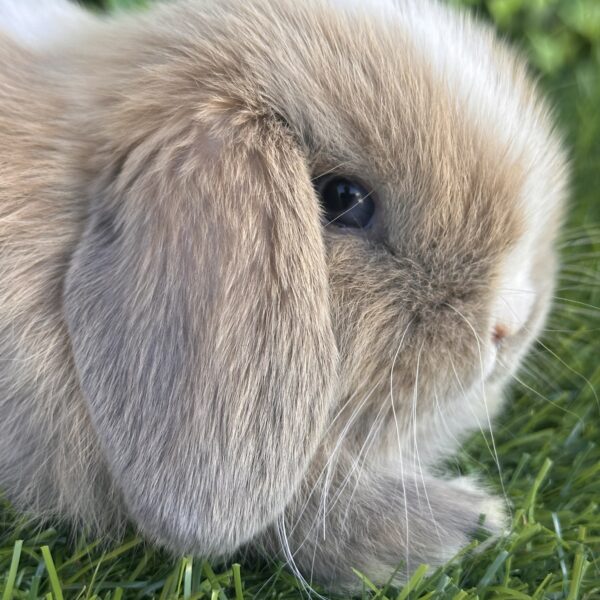 Minilop Holland – Split Lilac Tort Extreme