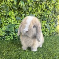 Minilop Holland – Lilac Tort Extreme