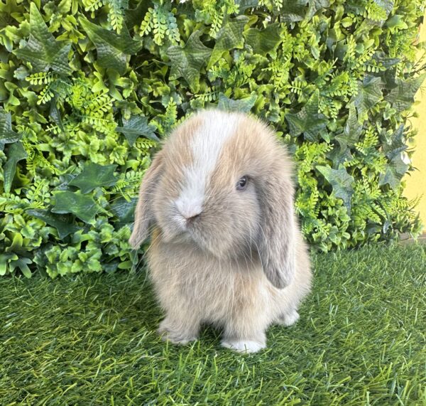 Minilop Holland – Lilac Tort Extreme