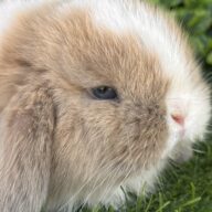 Minilop Holland – Split Lilac Tort Extreme
