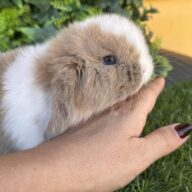 Minilop Holland – Split Lilac Tort Extreme