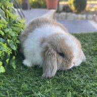 Minilop Holland – Split Lilac Tort Extreme
