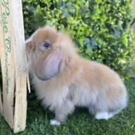 Fuzzy Lop angora