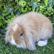 Fuzzy Lop angora