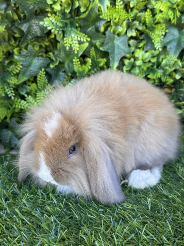 Fuzzy Lop angora