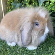 Fuzzy Lop angora