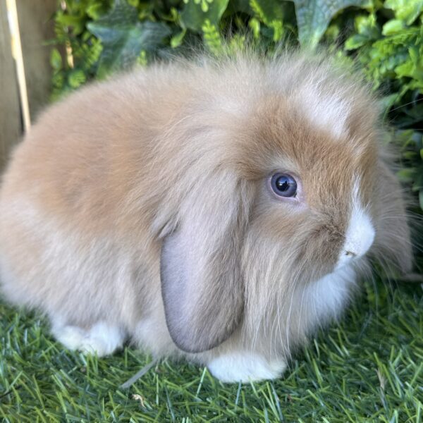 Fuzzy Lop angora