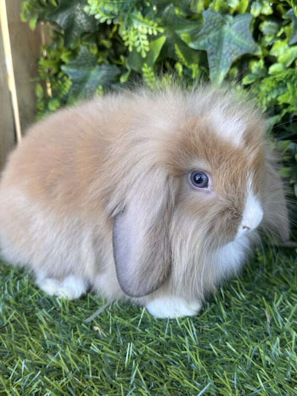 Fuzzy Lop angora