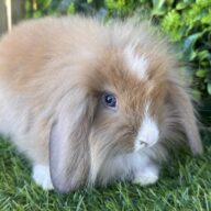 Fuzzy Lop angora