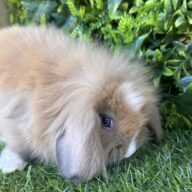 Fuzzy Lop angora