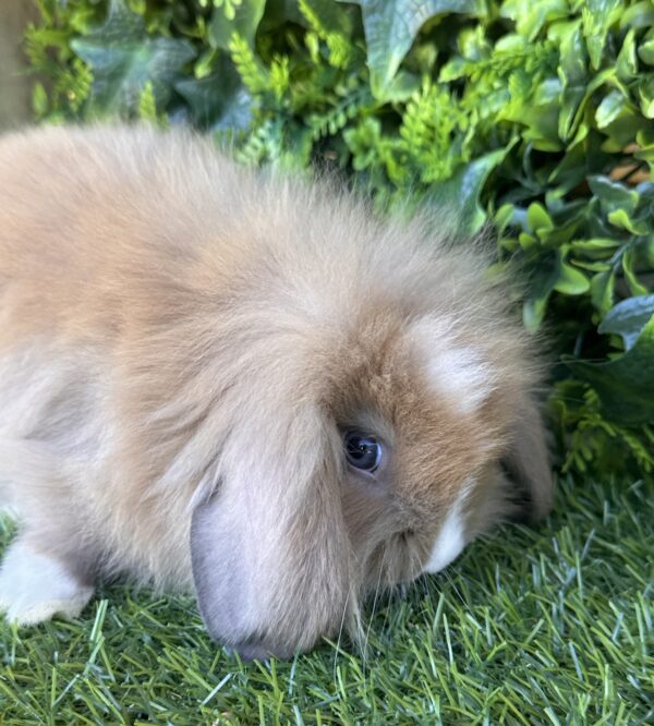 Fuzzy Lop angora