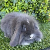 Fuzzy Lop Angora