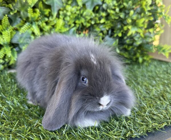 Fuzzy Lop Angora