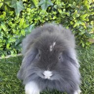 Fuzzy Lop Angora