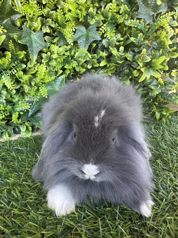 Fuzzy Lop Angora
