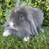 Fuzzy Lop Angora
