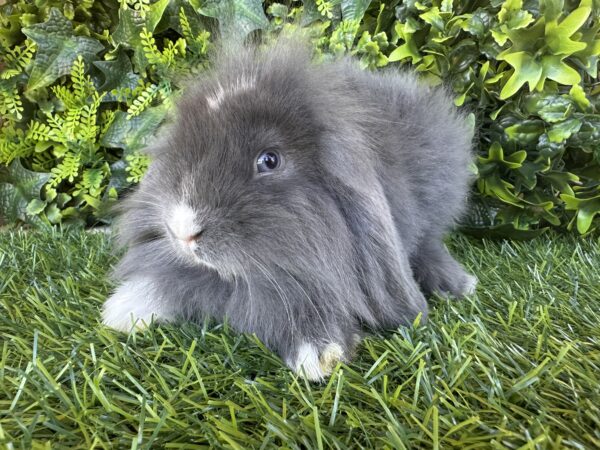 Fuzzy Lop Angora