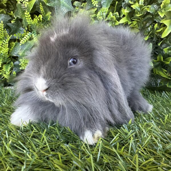 Fuzzy Lop Angora