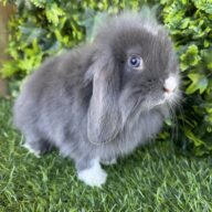 Fuzzy Lop Angora