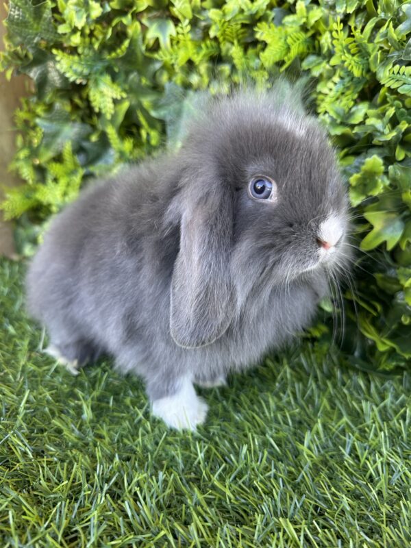 Fuzzy Lop Angora