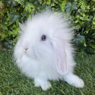 Fuzzy Lop angora