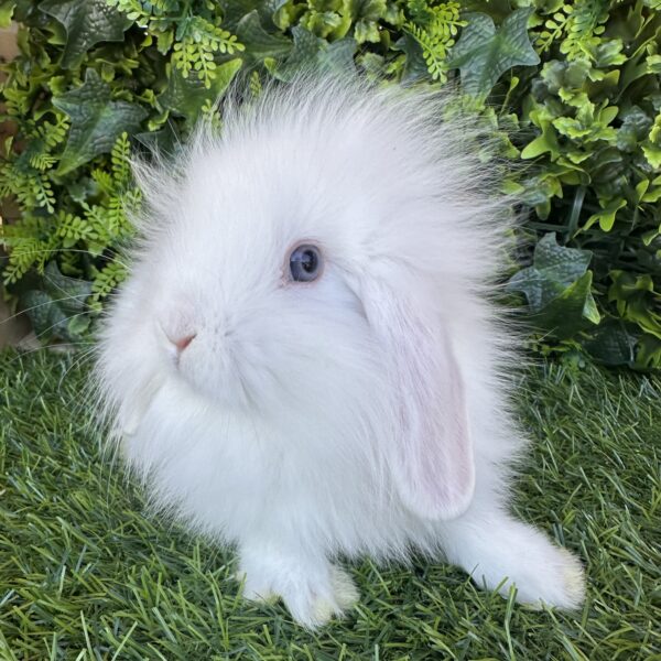 Fuzzy Lop angora