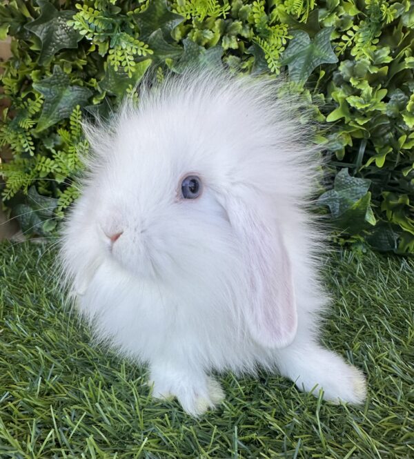 Fuzzy Lop angora