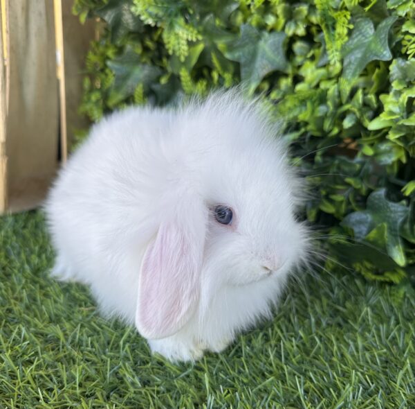 Fuzzy Lop angora