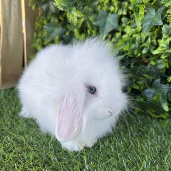 Fuzzy Lop angora