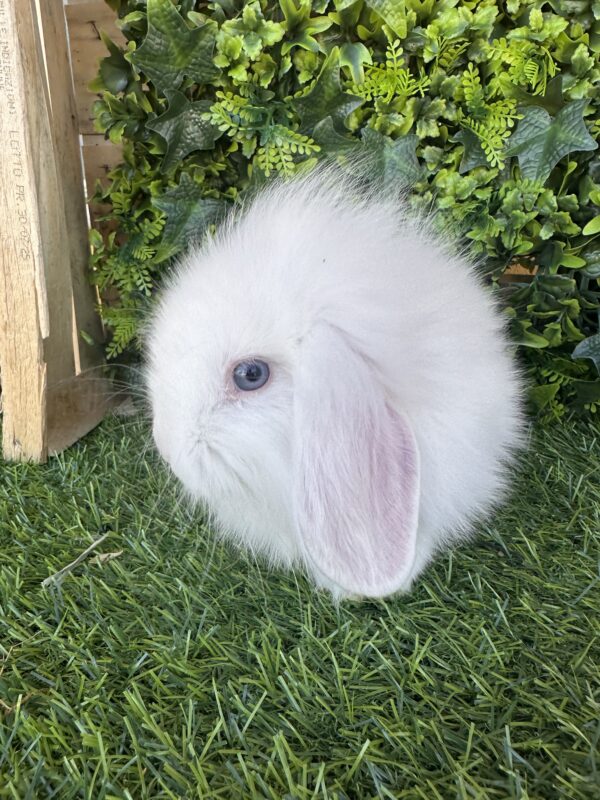 Fuzzy Lop angora