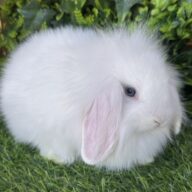 Fuzzy Lop angora