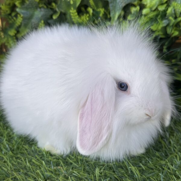 Fuzzy Lop angora