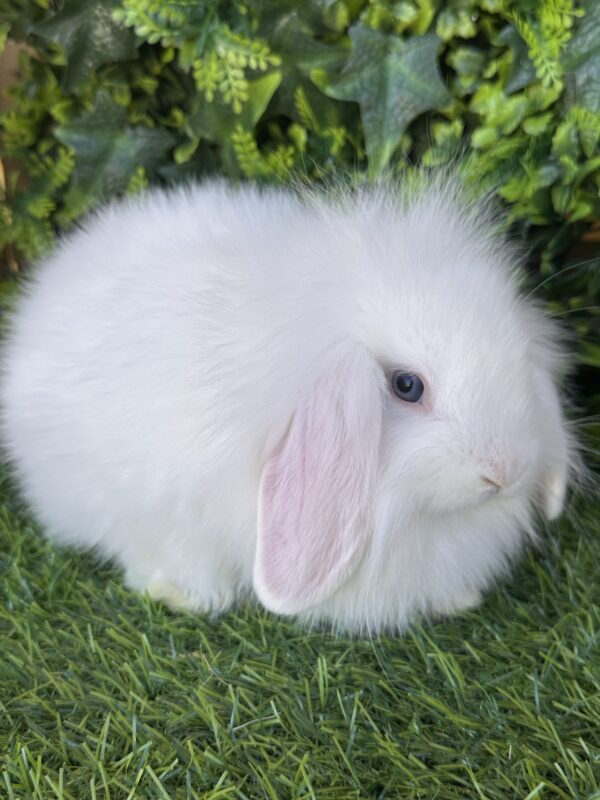 Fuzzy Lop angora