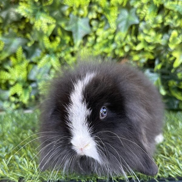 Fuzzy Lop Angora
