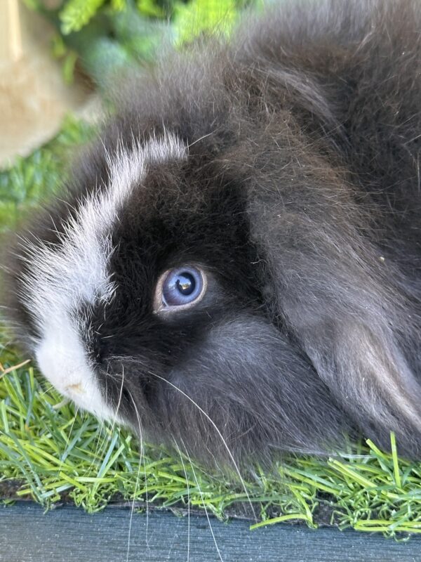 Fuzzy Lop Angora