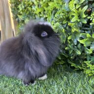 Fuzzy Lop Angora