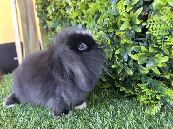 Fuzzy Lop Angora