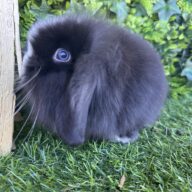 Fuzzy Lop Angora