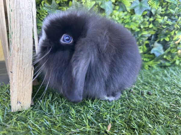 Fuzzy Lop Angora