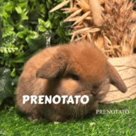 Cuccioli Ariete nano