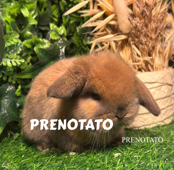Cuccioli Ariete nano