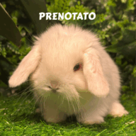 Cuccioli Ariete nano