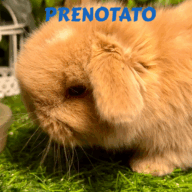 Cuccioli Ariete nano