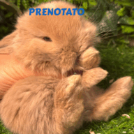 Cuccioli Ariete nano