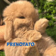 Cuccioli Ariete nano